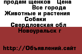 продам щенков › Цена ­ 15 000 - Все города Животные и растения » Собаки   . Свердловская обл.,Новоуральск г.